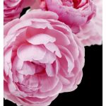 Yodeyma Adriana Rose – Eau de Parfum - Испански парфюми  50мл/100 мл - Image 4