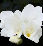 Yodeyma Delá – Eau de Parfum 100 мл - Испански парфюми - Image 3